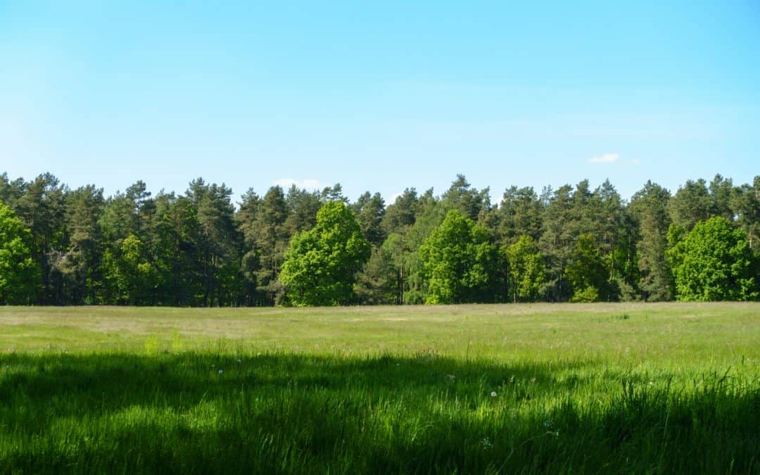 Tree trespassing: Maintaining border and boundary trees