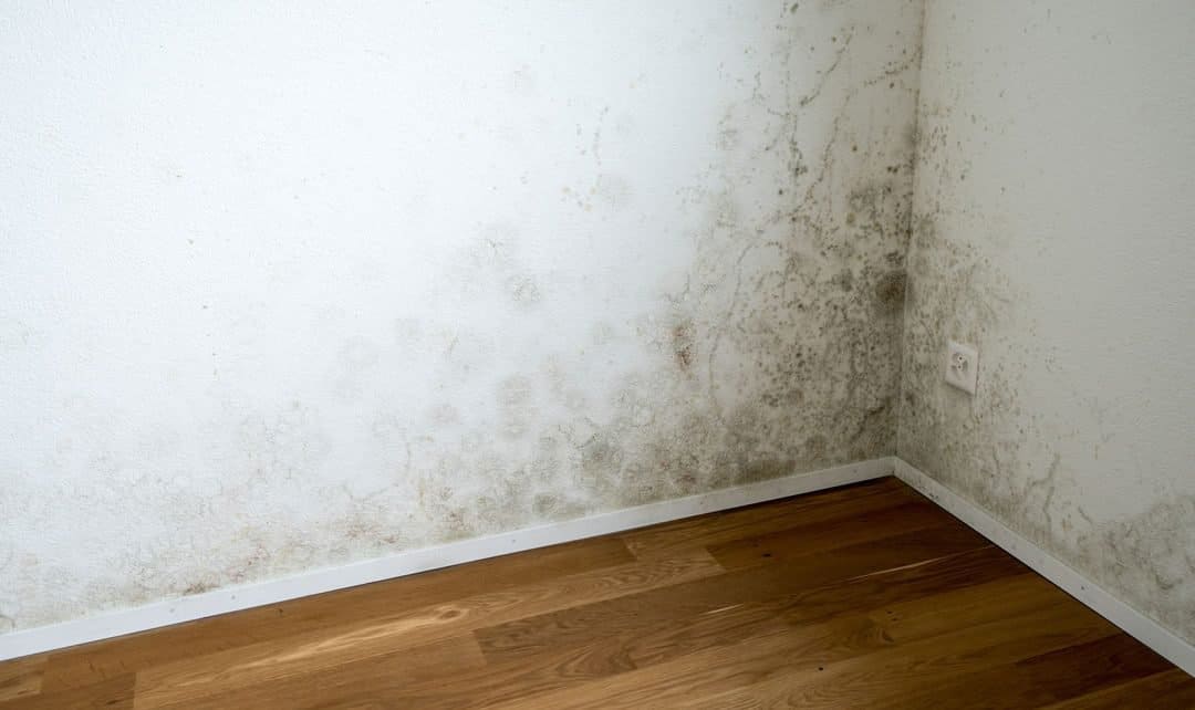 Mould is a serious health concern