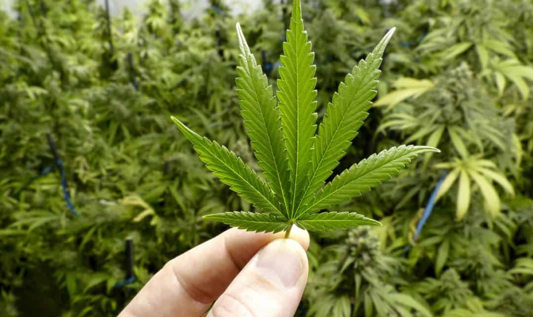 Will legal home-grown pot hurt sales?