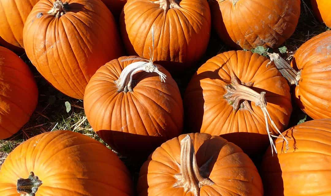 Sales rep Cliff Barron’s Halloween giveaway raises funds for United Way