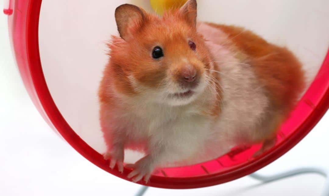 Don’t be like a hamster on a wheel: Control your schedule