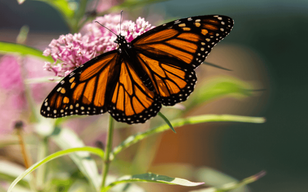 How the Fly Home Project is using real estate to fight Canada’s pollinator crisis