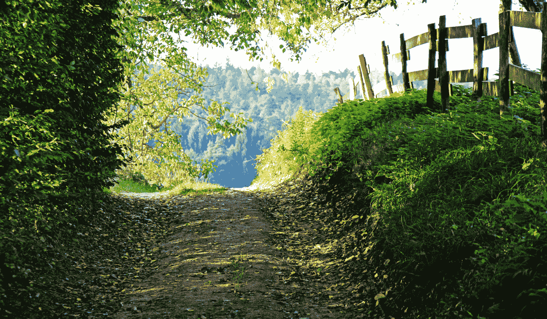 Neighbours clash over shared laneway: Ontario court limits usage after dispute