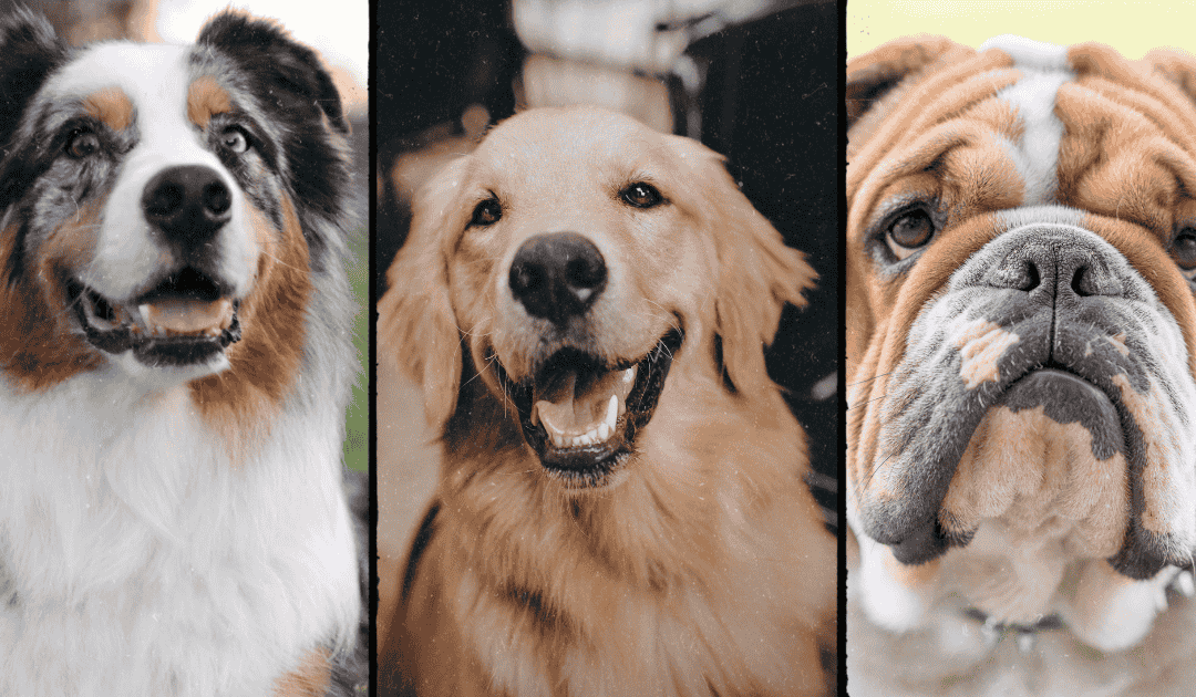 Sit, stay, sell: The 5 real estate dog types that dominate the market